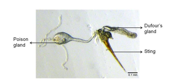 Diagram of ant pheromone glands.